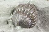 Bargain, Wide, Enrolled Flexicalymene Trilobite In Shale - Ohio #72023-1